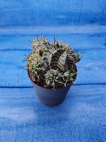 Euphorbia meloformis f. Variegated (Эуфорбия вариегатная)
