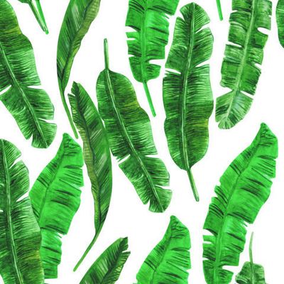 Тропические листья бананового дерева