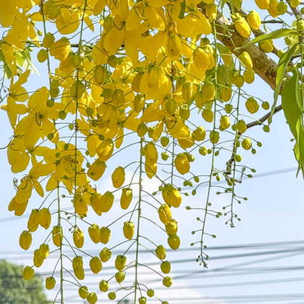 Кассия трубчатая – Золотой дождь