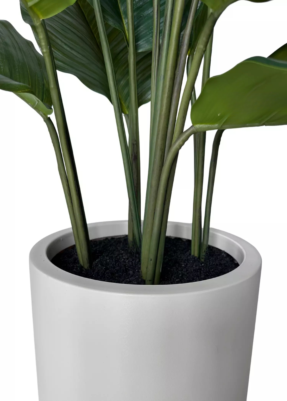 Калатея круглолистная в декоративном кашпо 95 см