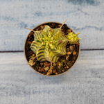 Euphorbia meloformis f. Variegated (Эуфорбия вариегатная)
