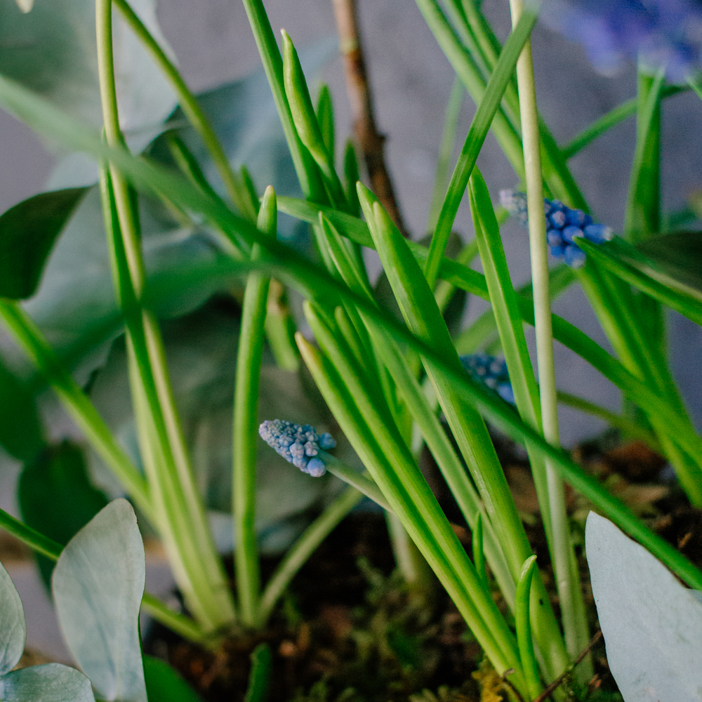 131. Весенняя романтичная композиция с луковичными мускари и нарциссами
