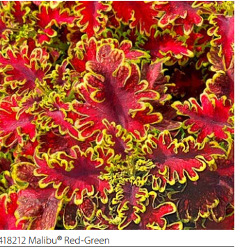 ЕВРО Колеус Malibu Red-Green укорененный черенок ОКС февраль 26 Volmary