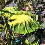 Колоказия STAR FISH