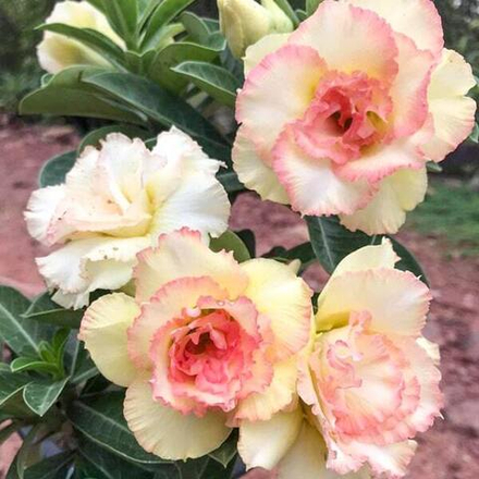 Адениум DIANA