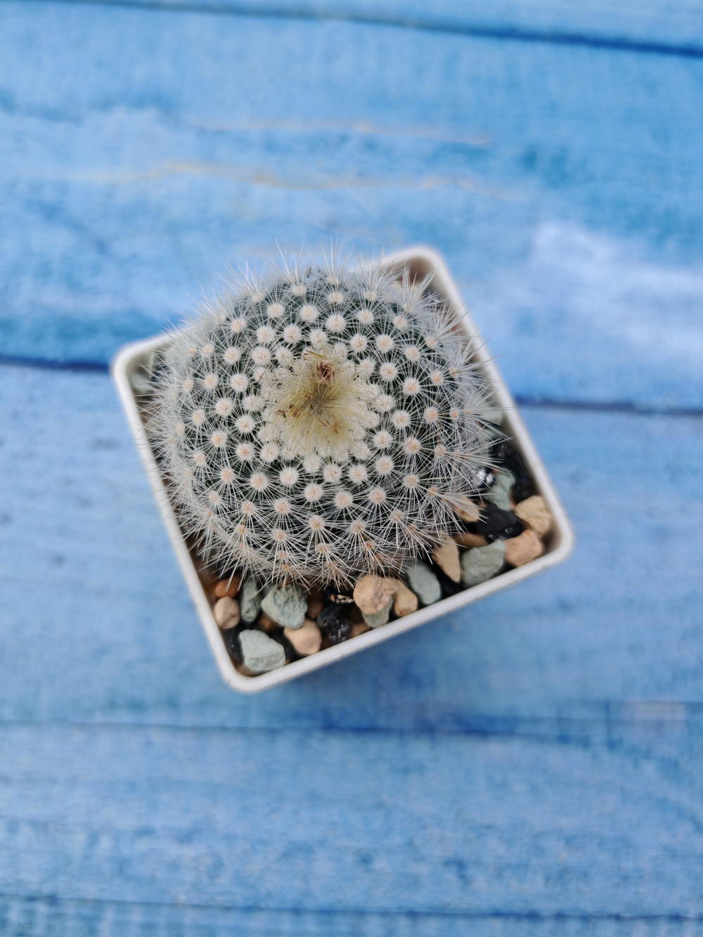 Notocactus Scopa (Нотокактус)