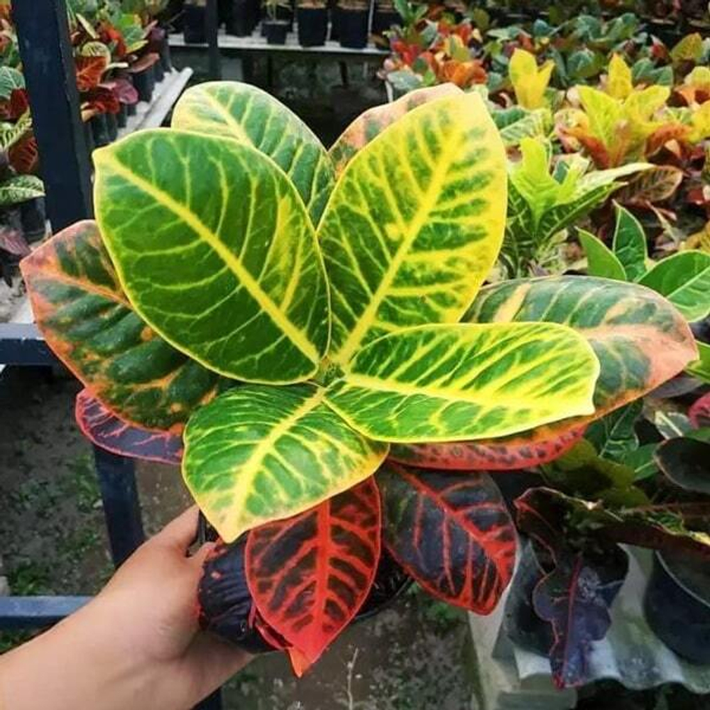 Кротон REANITA