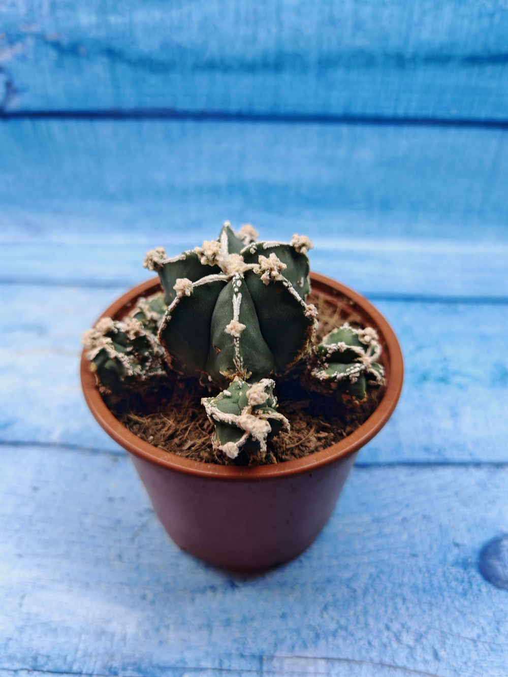 Astrophytum Myriostigma "Hakujo Fukuryu" (Астрофитум)
