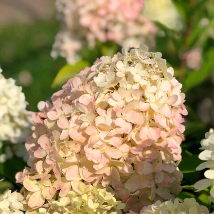 Гортензия метельчатая "Selection"