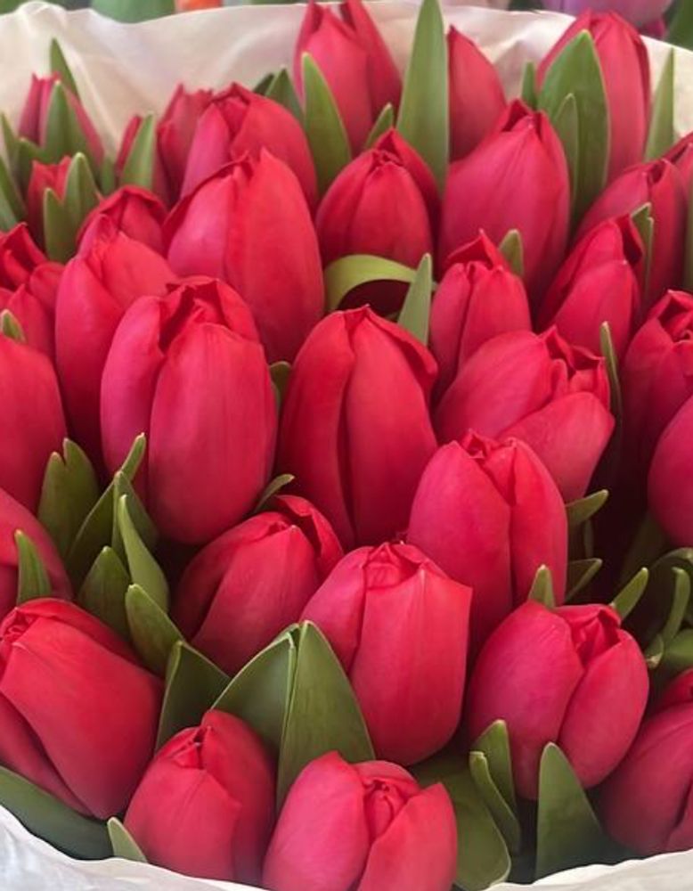 Банч 50 тюльпанов красно-розовых