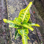 Кротон PLA THONG DANGDOEN