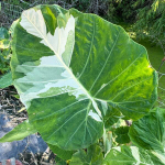 Колоказия THAILAND GIGANTE