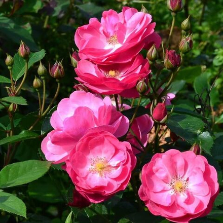 Роза флорибунда Анжела С6