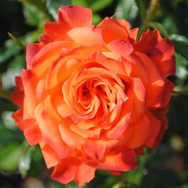 Роза миниатюрная Мандарин Северный огород