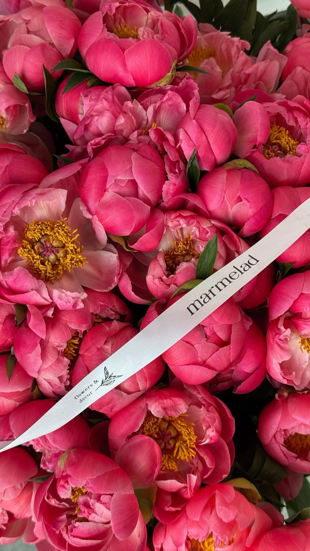 Пион КОРАЛ ШАРМ