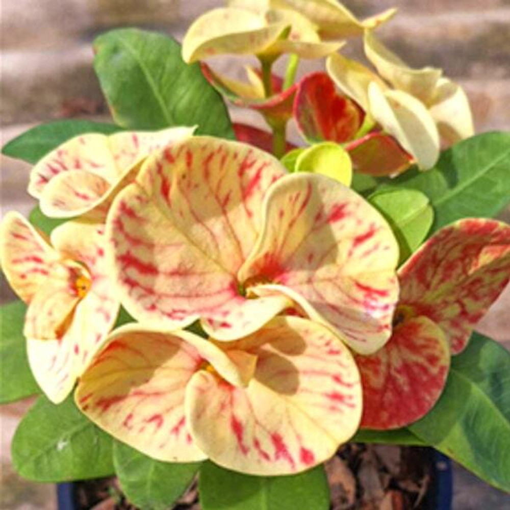 Эуфорбия Миля TIGER