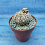 Astrophytum Asterias "Super Kabuto" (Астрофитум)