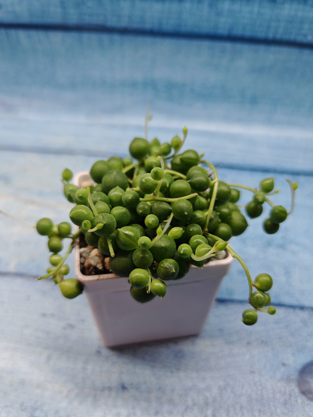 Senecio Rowleyanus (Крестновник Роули)