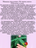Мимоза стыдливая "Не тронь меня"