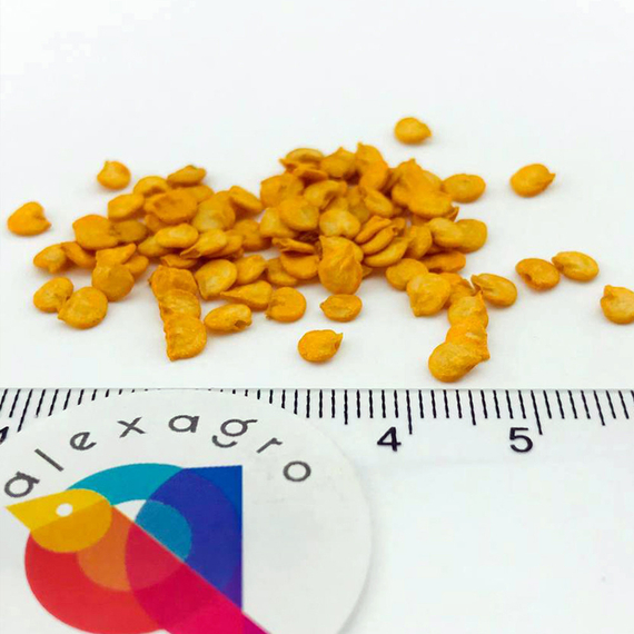 Лотта F1 семена перца сладкого (Enza Zaden / ALEXAGRO) семена – фото 7