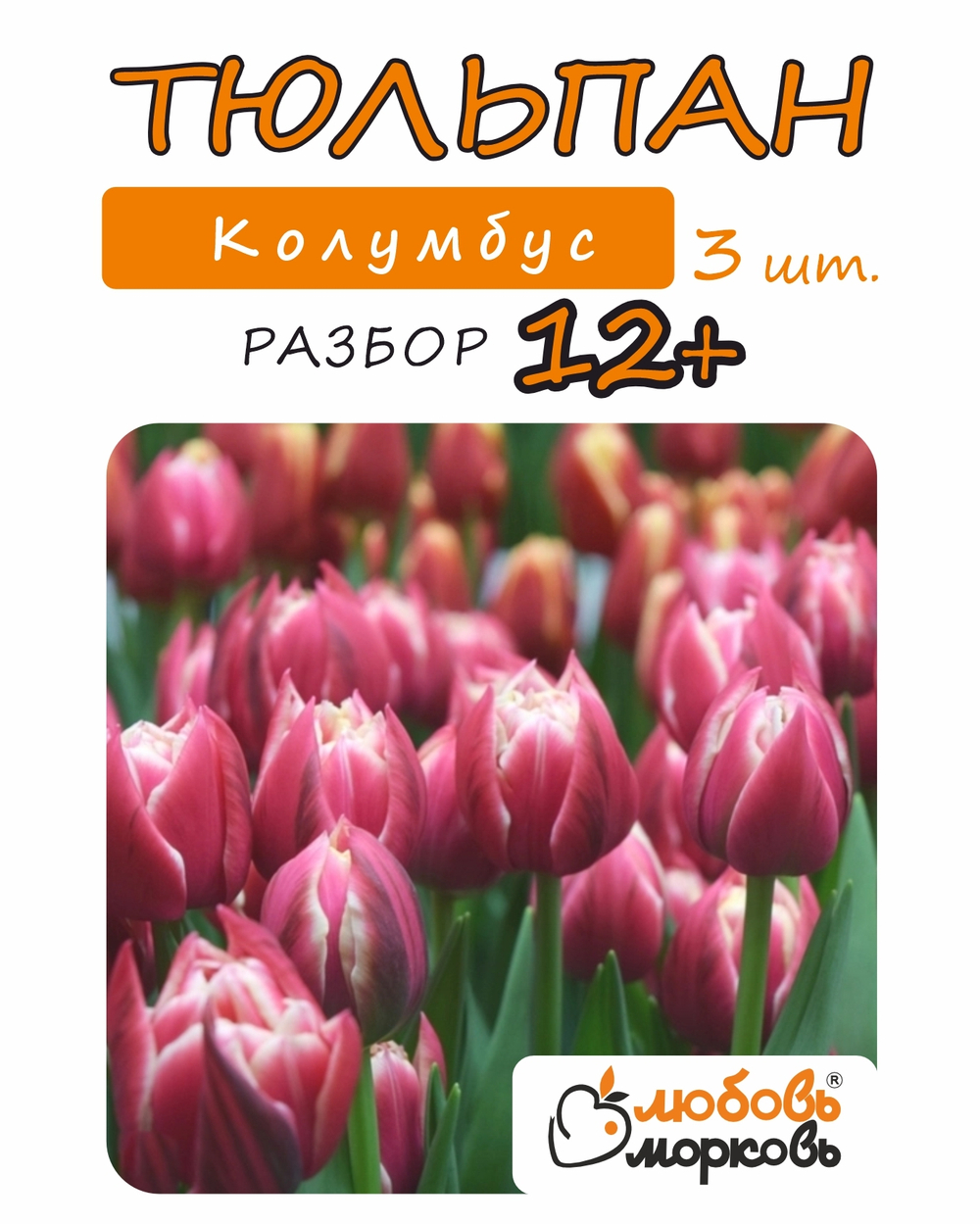 Тюльпан Луковица, Колумбус, 3шт разбор 12+
