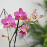 Готовый флорариум с лиловой орхидеей Капля L