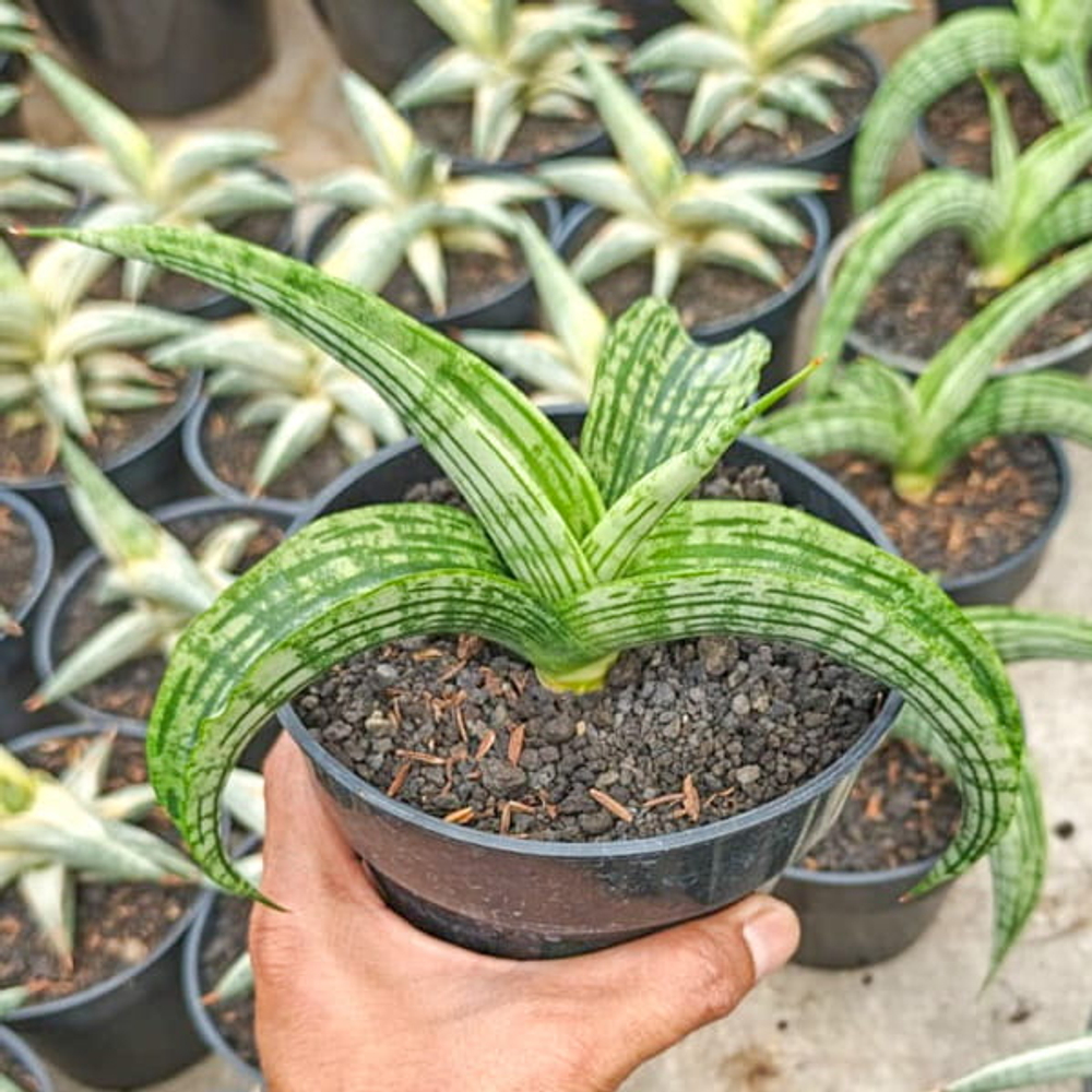 Сансевиерия WATERMELON s.M