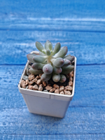 Pachyphytum Baby Finger (Пахифитум)