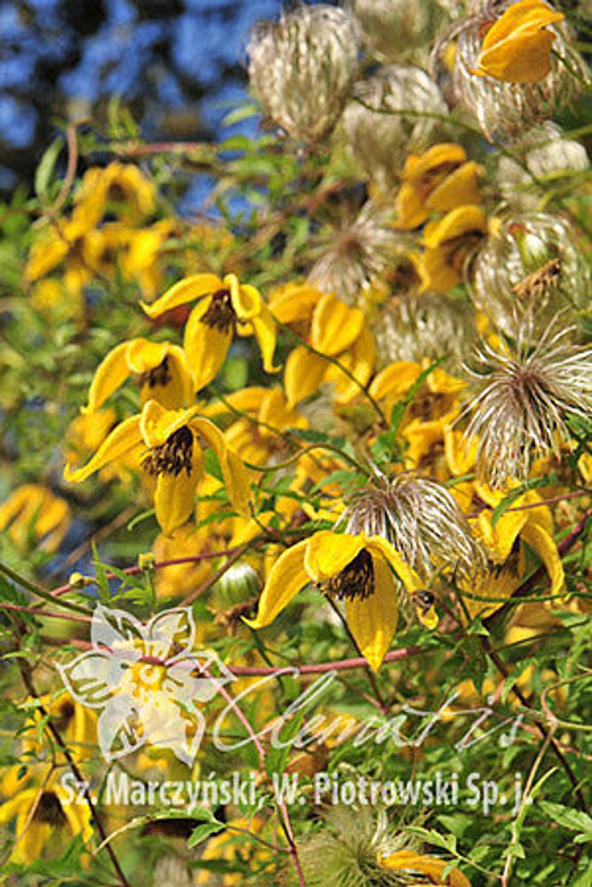 Клематис тангурский Билл МаккензиЗакупка М33 апрель 2026