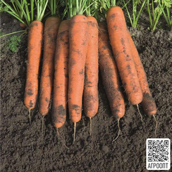 Намур F1 семена моркови нантской (Bejo / Бейо)