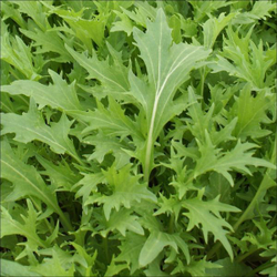 Капуста японская листовая Мизуна 15шт  Мировые Семена VITA GREEN