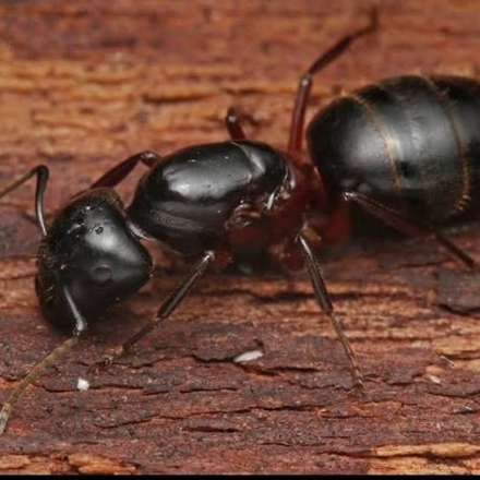 Муравьи Camponotus ligniperda (Европейский муравей-древоточец)