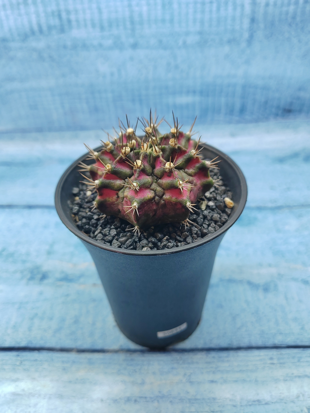 Gymnocalycium T-Rex Pink hybride (Гимнокалициум T-rex)