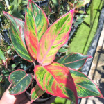 Аглаонема MANEE LOM PHET