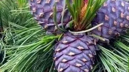 Кедровые орехи