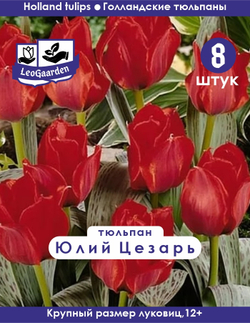 Тюльпан Луковица, Юлий Цезарь 8 шт, разбор 12+