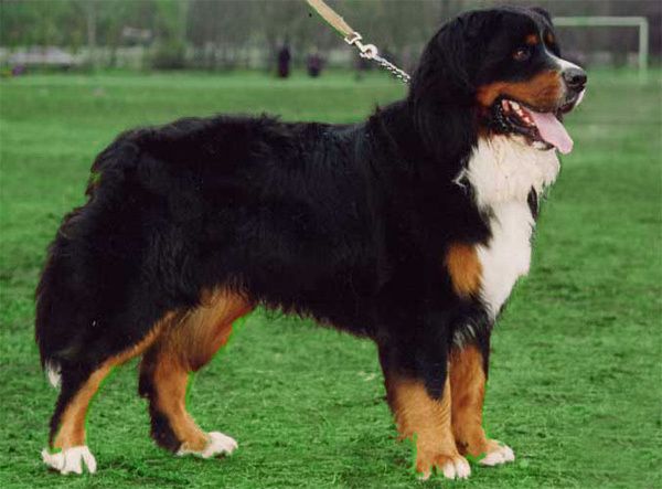 Бернский зенненхунд, особенности породы
