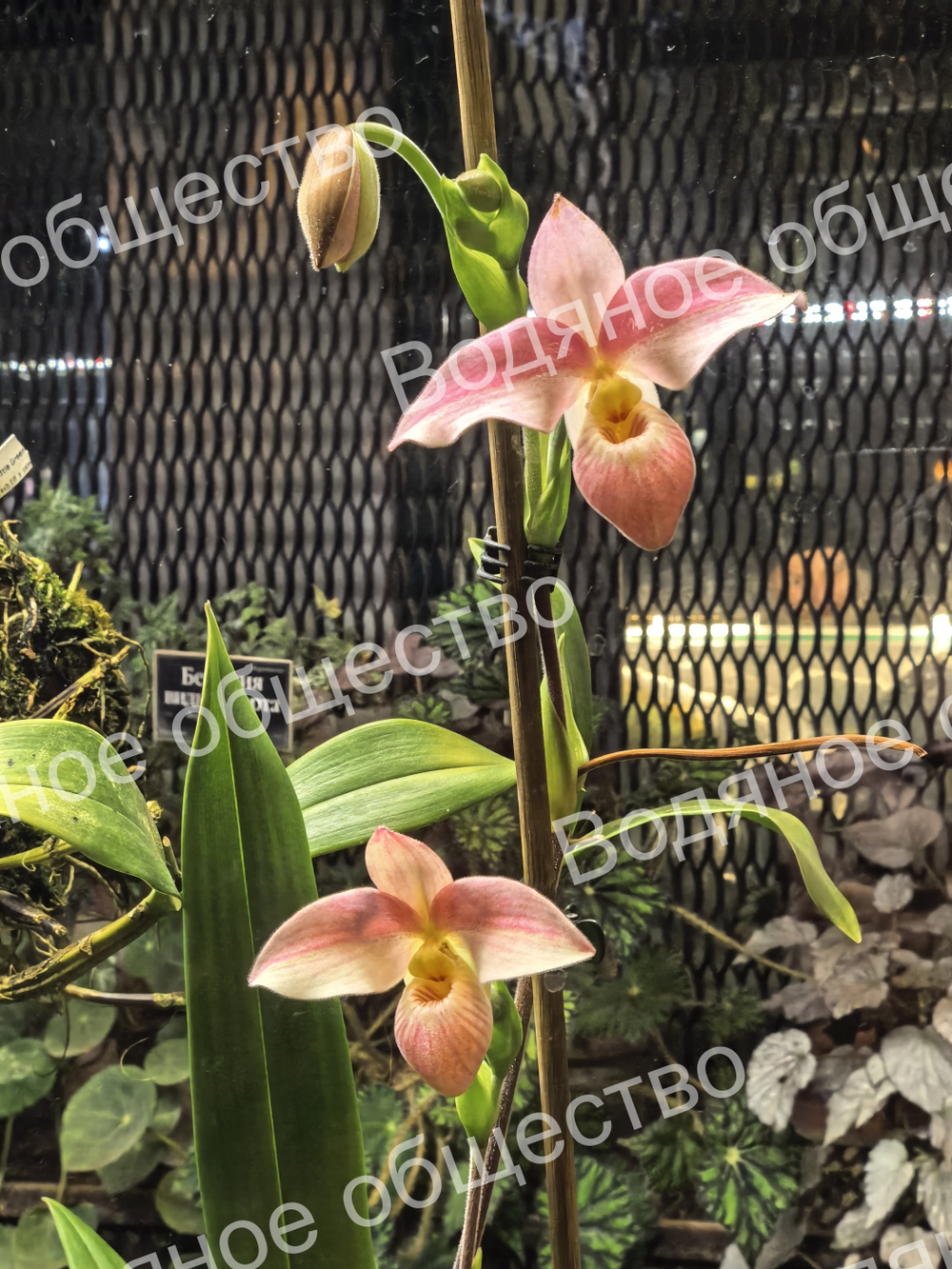 Орхидея рода Фрагмипедиум (Phragmipedium) 2