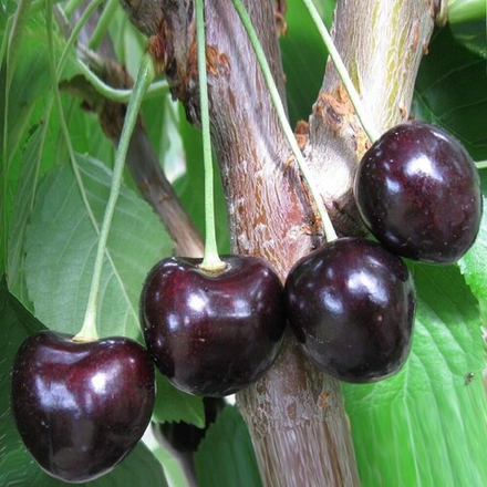 Черешня ЛЕНИНГРАДСКАЯ ЧЁРНАЯ