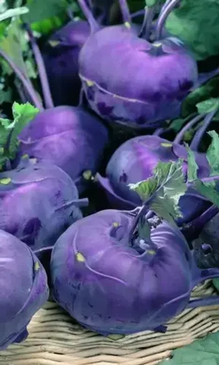 Капуста кольр. Виолета 0,25г УрДачник