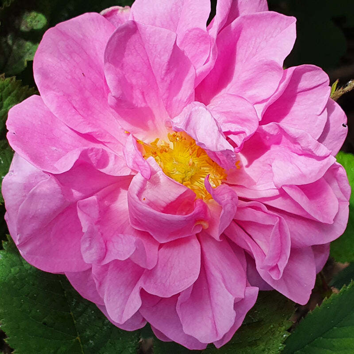 🌸 Роза дамасская (Rosa × damascena) — эфирное масло — 25 дней ухода за лицом — 8 марта у Феи