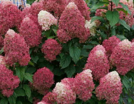 Гортензия метельчатая Quick Fire Fab в контейнере 0,5л