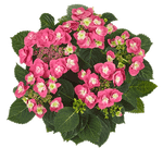 Флейм хот пинк ('Flame Hot Pink') р14 Европа весна 2026 г.