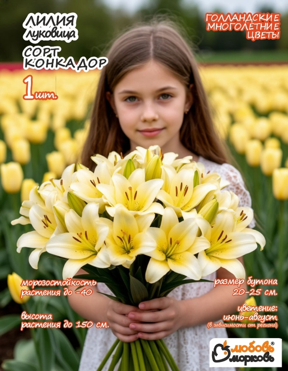 Лилия Луковица, Конка Д'Ор, 1 шт