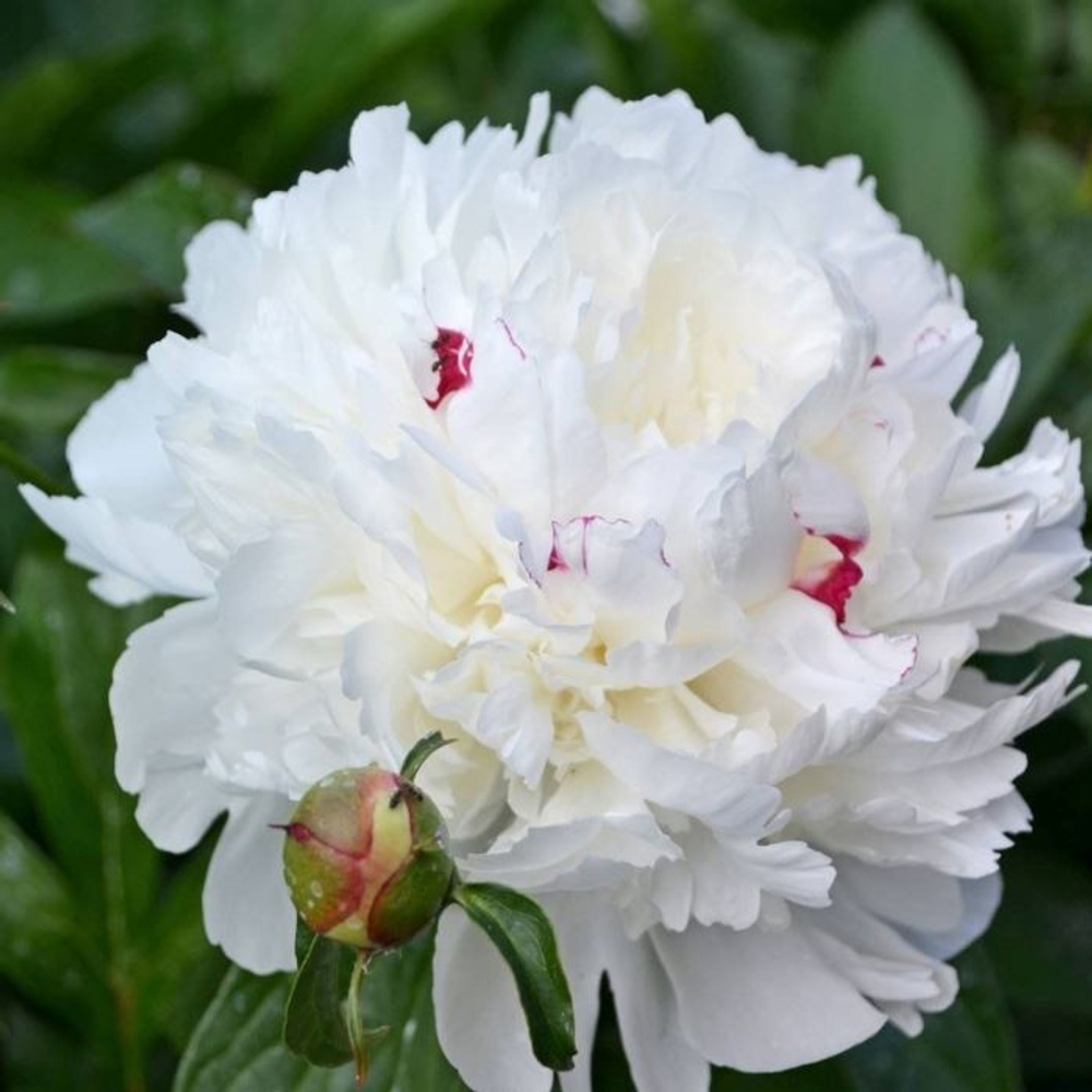 Пион Фестива Максима (1 шт) Волжский Сад