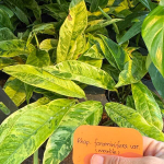 Рафидофора FORAMINIFERA MARBLE VAR