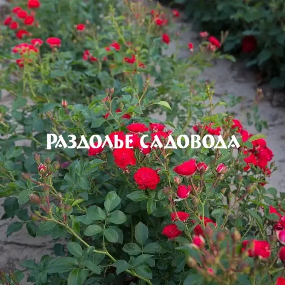 Роза миниатюрная Скарлет хит