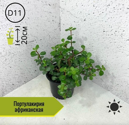 Портулакирия африканская  D11 H20