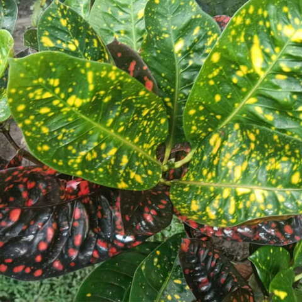 Кротон KAHURIPAN