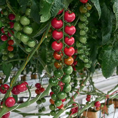 Монами F1 семена томата (Гавриш)